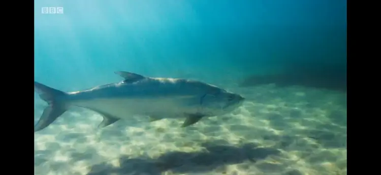 Atlantic tarpon (Megalops atlanticus) as shown in Seven Worlds, One Planet - North America